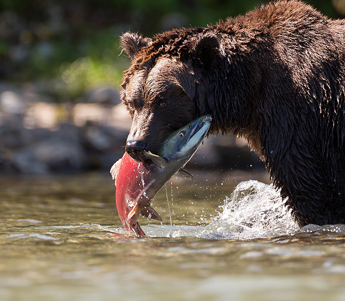 Bear Salmon