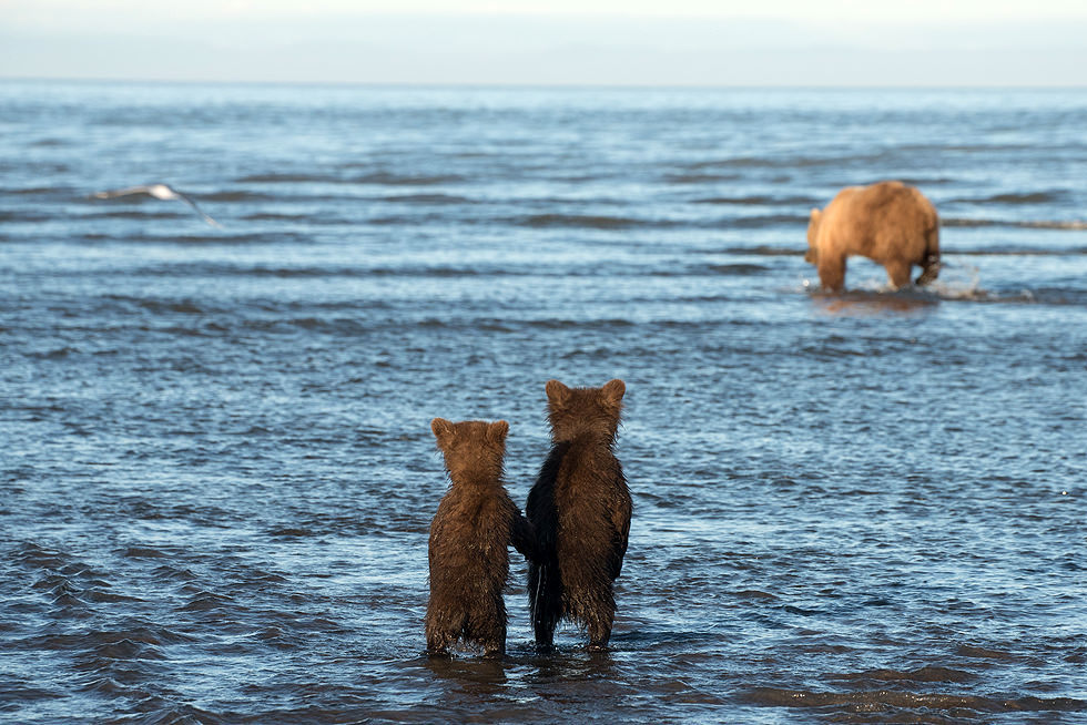 Bears Kids 3