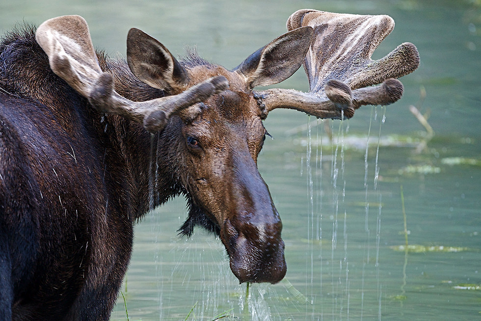 Moose Water